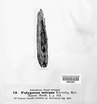Polyporus micans image